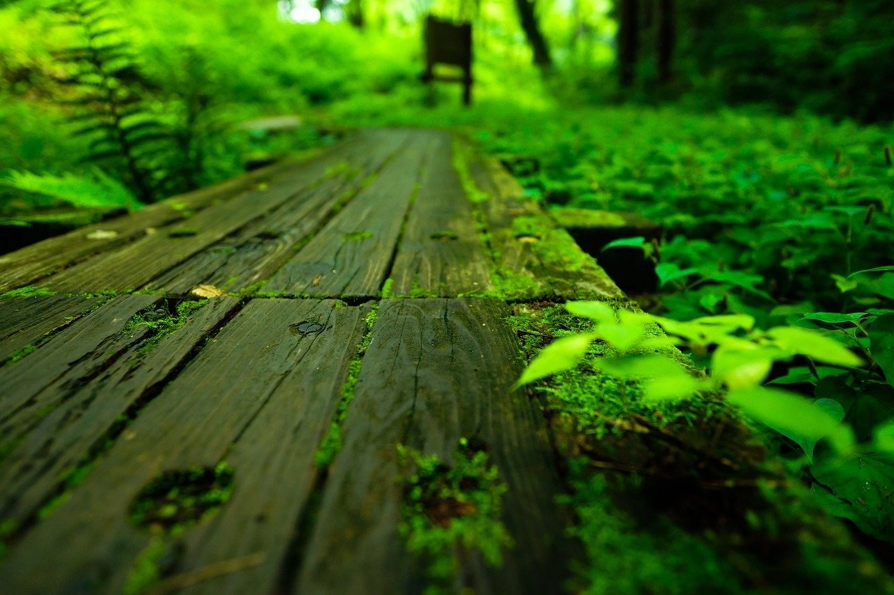 Nature road