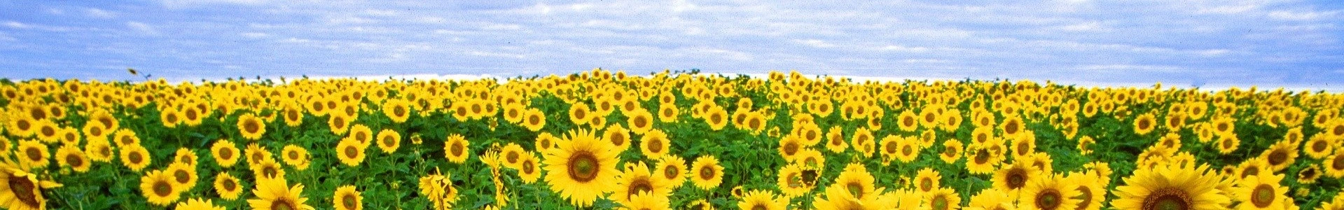 Sunflower_1920x300